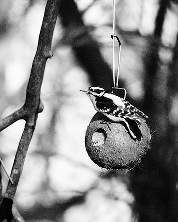 Downy Woodpecker on the alert