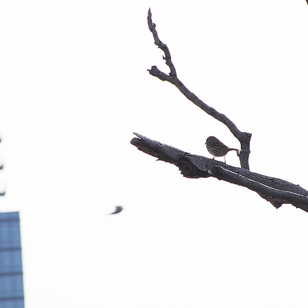 Song Sparrow, Hell's Kitchen