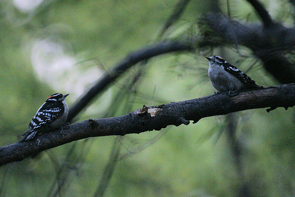Downy showdown