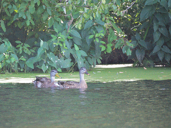 Ducks and hidden Bittern, Turtle Pond