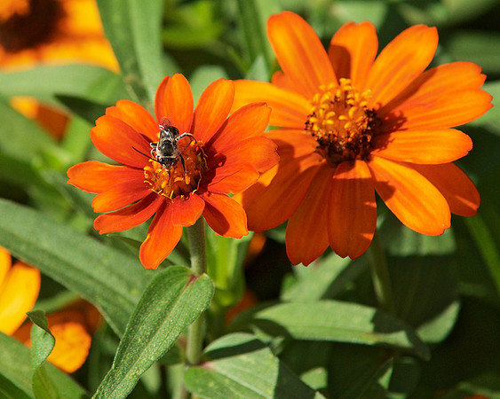 Bee, Zinnias, and so on.