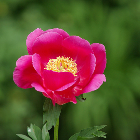 the bokeh that past the green fuse frames the flower