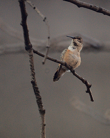 Rufous Hummingbird, Theodore Roosevelt Park