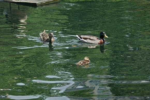 Duck Family, Boat Pond, Central Park