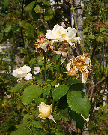 In the rose garden