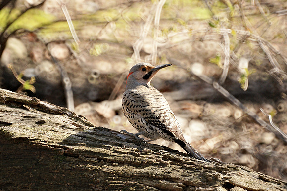Flicker, Central Park