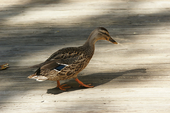 Duck, Queens Zoo