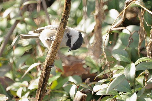 Black-Capped Chickadee, Central Park