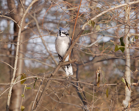 Blue Jay, Central Park