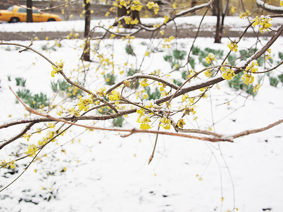 last snow of winter, Central Park