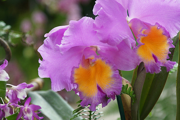 Cattleya orchid