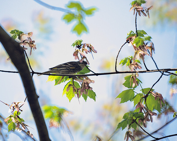 Yellow-Rumped Warbler, Central Park