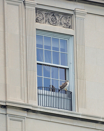 Red-Tailed Hawk, Fifth Avenue