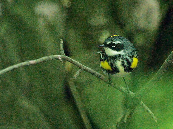 Yellow-Rumped (Myrtle) Warbler, Central Park