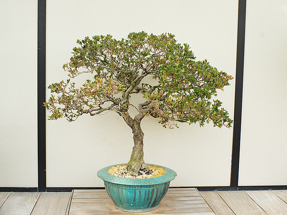 Bonsai Azalea, Longwood Gardens
