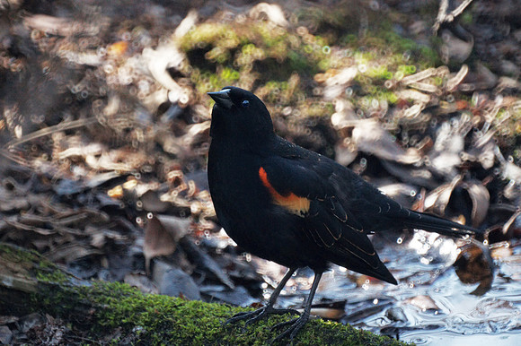 Red-Winged Blackbrid, NY Botanical Garden