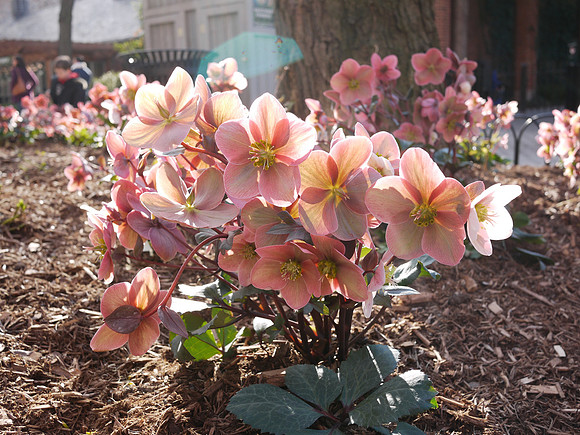Hellebore, outside the Central Park Zoo