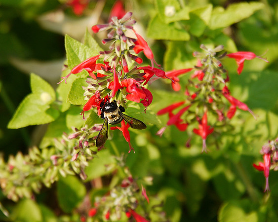 Bee