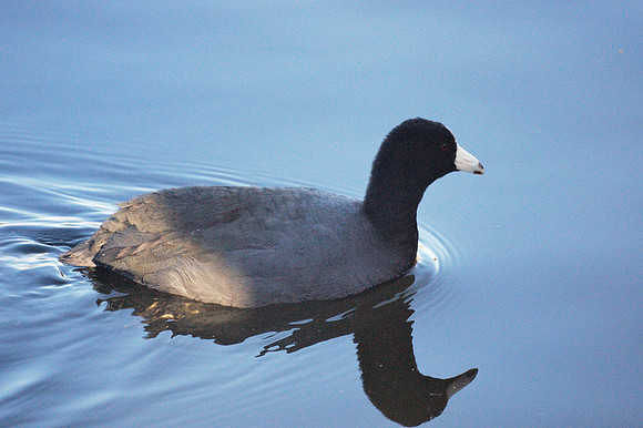 American Coot, Central Park Reservoir