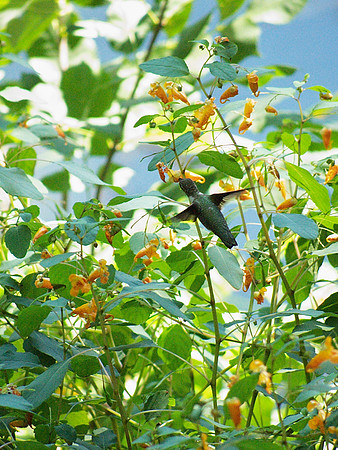 Hummingbird, Central Park