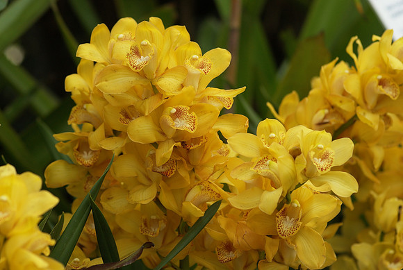 Cymbidium Crescent Tears