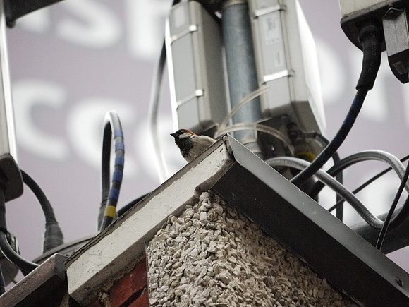 House Sparrow, 8th Avenue