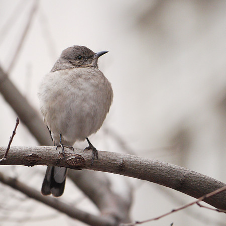 Mockingbird, Upper West Side