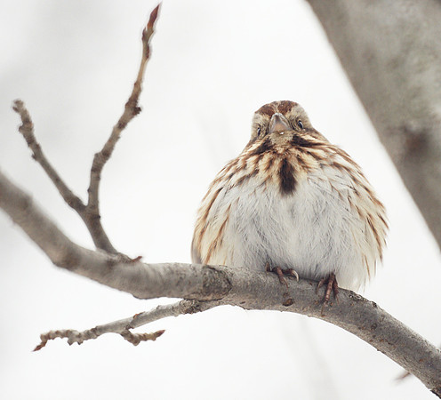 Song Sparrow, Central Park