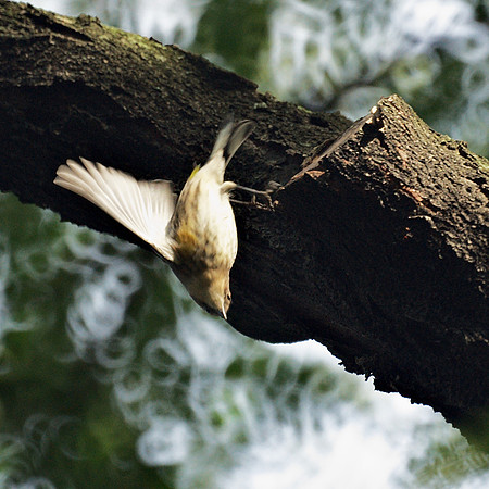 Yellow-Rumped Warbler takes a dive