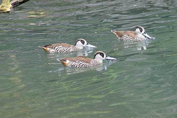 Duck flotilla, Central Park Zoo