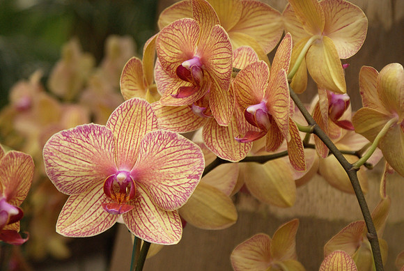 Spray of Phalaenopsis Baldans Kaleidoscope
