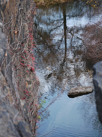 Great Blue Heron, Turtle Pond