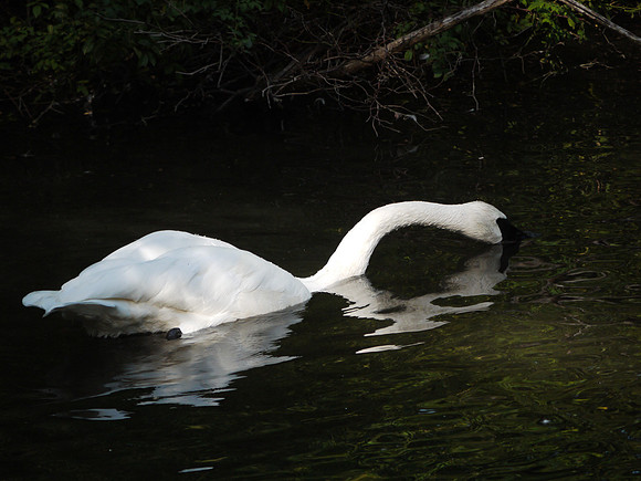 Swan, Queens Zoo