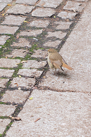 Hermit Thrush, NY Public Library