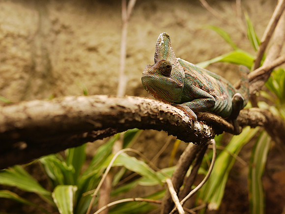 Veiled Chameleon