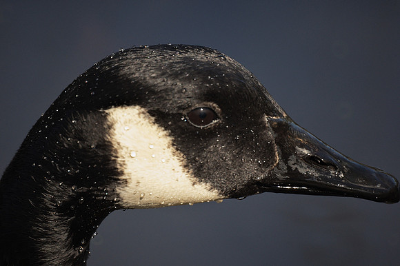 Canada Goose, NY Botanical Garden