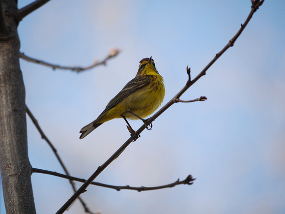 A walk in the morning / Palm Warbler