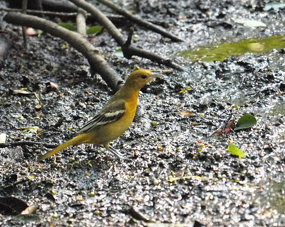 Baltimore Oriole, Central Park