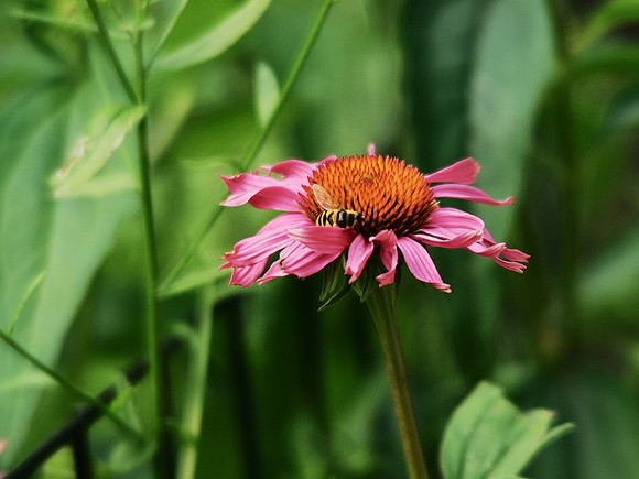flower+bee