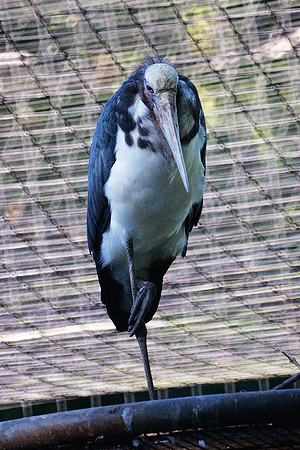 Lesser Adjutant Stork
