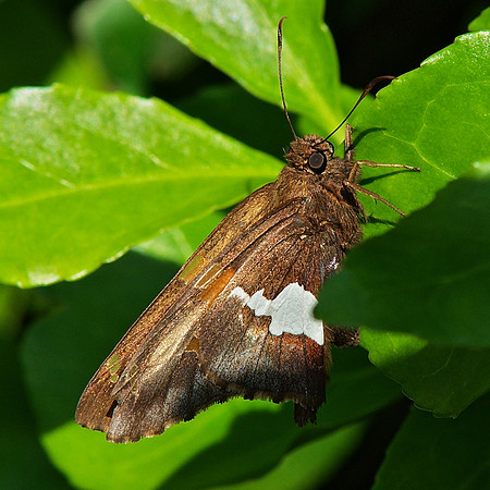 Silver-Spotted Skipper