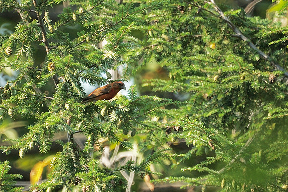 Red Crossbill, Central Park