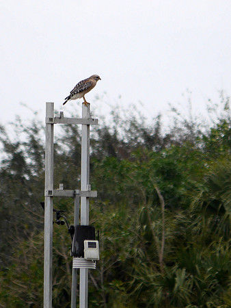 Red-Shouldered Hawk, Green Cay