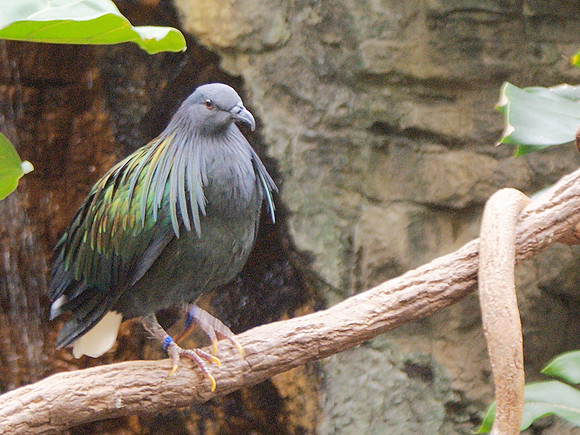 Nicobar pigeon