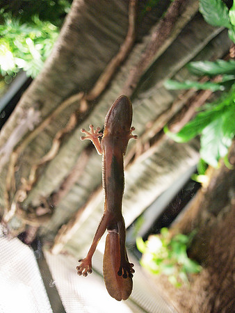 Under the lizard