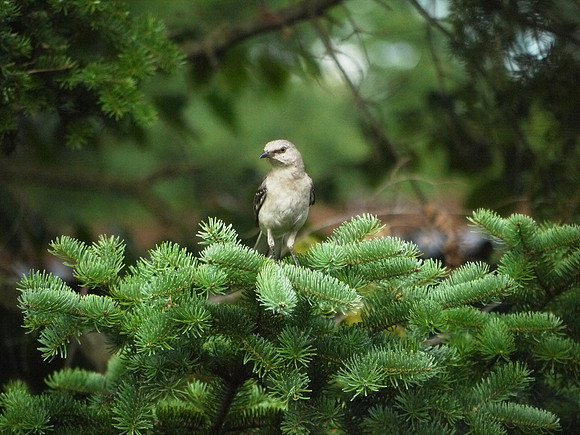 Mockingbird, Traveler Books