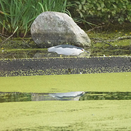Black-Crowned Night Heron, Turtle Pond