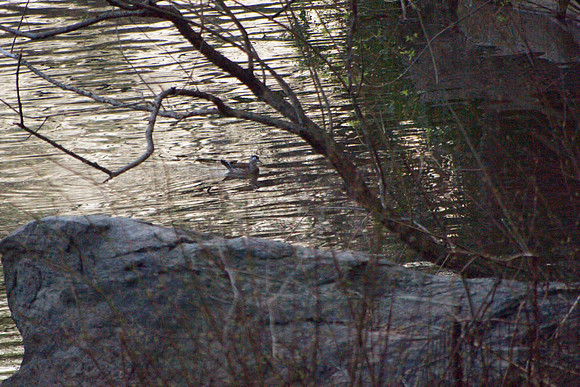 Wood Duck at Dusk, Central Park Lake