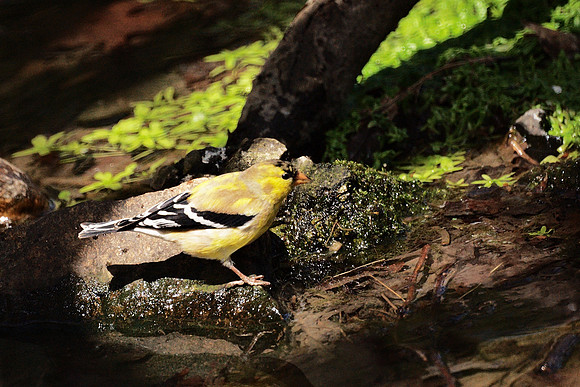American Goldfinch, NY Botanical Garden