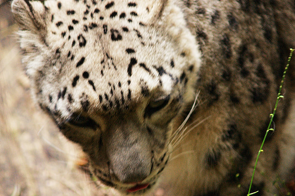 Snow Leopard on the Move